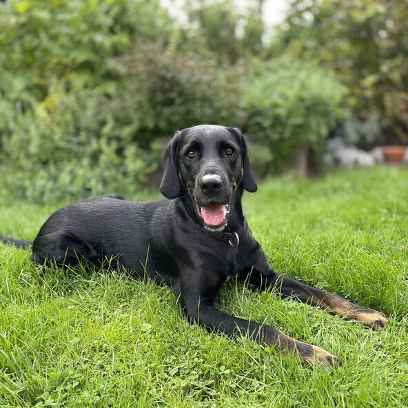 Labrador schaut aufmerksam in die Kamera