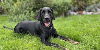 Labrador schaut aufmerksam in die Kamera