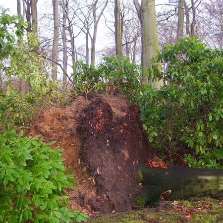 Ein riesiger durch einen Sturm entwurzelter Baum liegt auf der Wiese.