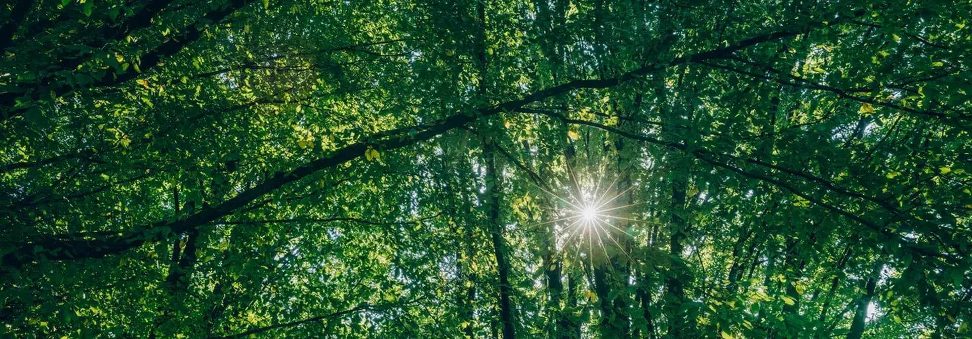 Grün Bäume Grün Bäume