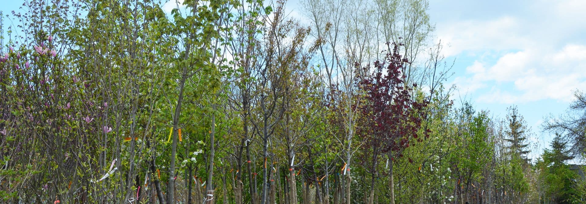 Baumschule Baumschule