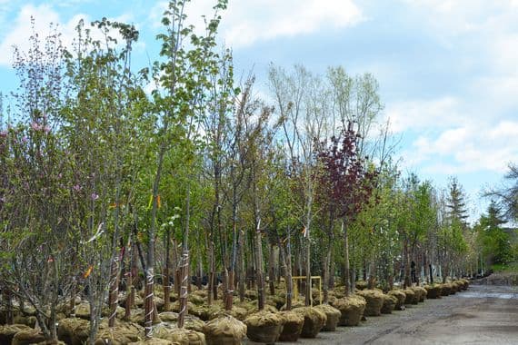 Baumschule Baumschule