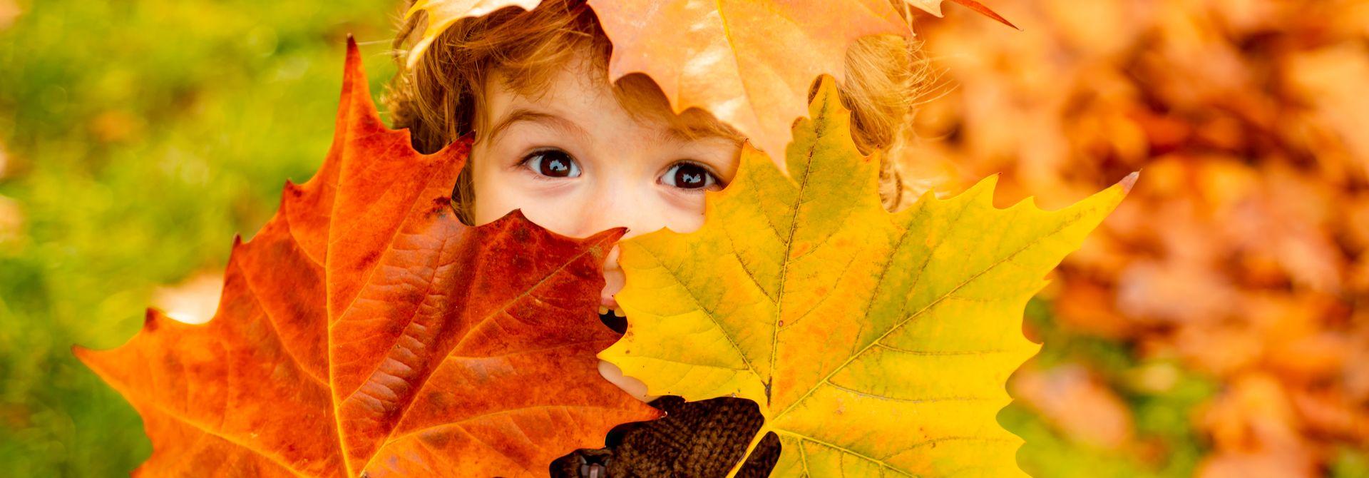 Laubsammlung Kind hält buntes Laub vor sein Gesicht.